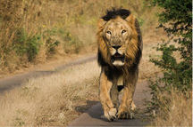 Lion walking in Jungle of Gir National Park & Wildlife Lion walking in Jungle of Gir National Park & Wildlife